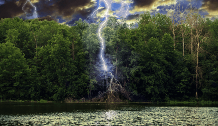 lightning struck tree